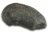 Large, Fossil Whale Ear Bone - South Carolina #321093-1